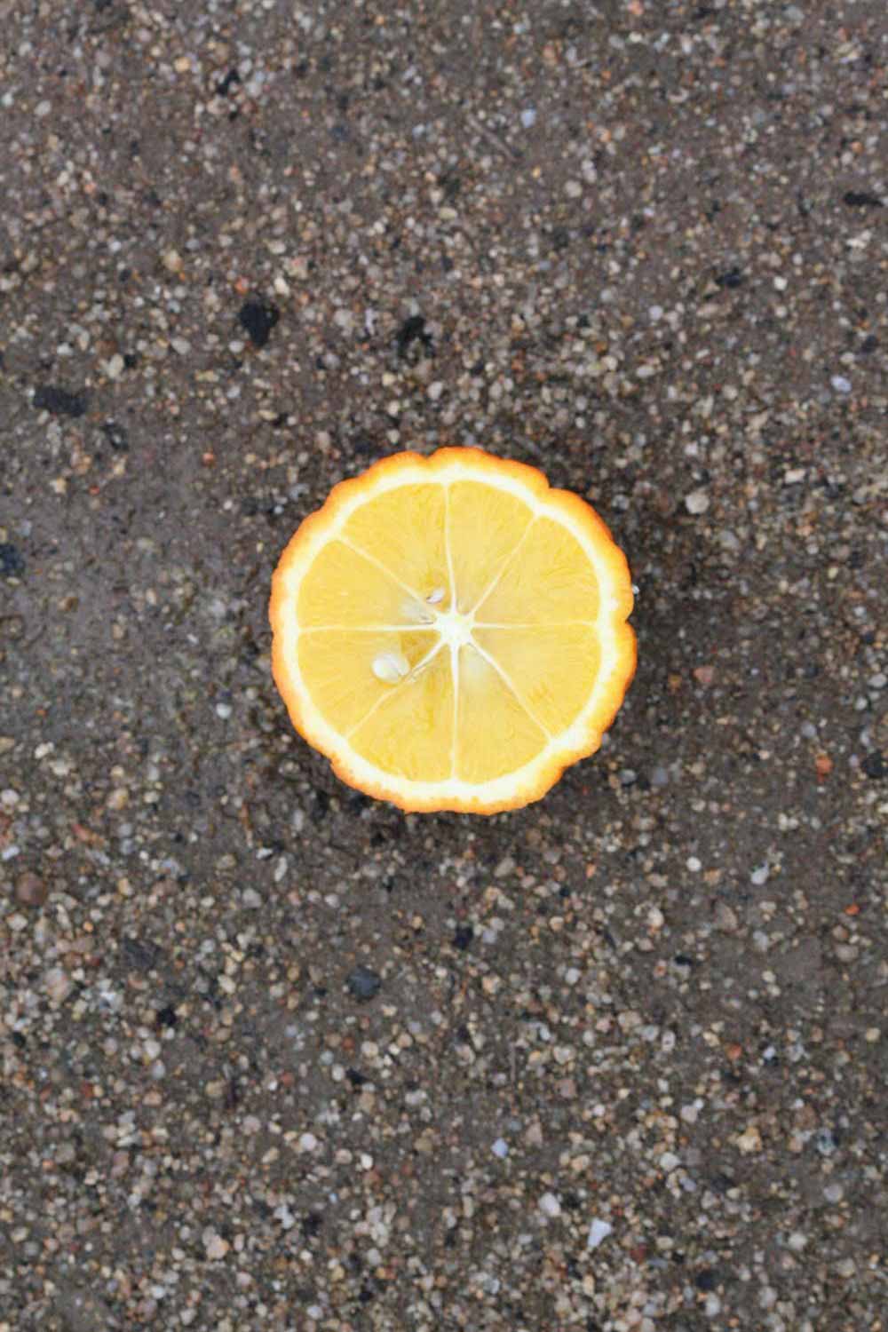              Fruit cross-section of  Citrus sinensis    x    Poncirus trifoliata                   (Benton, Riverside,   CA)       